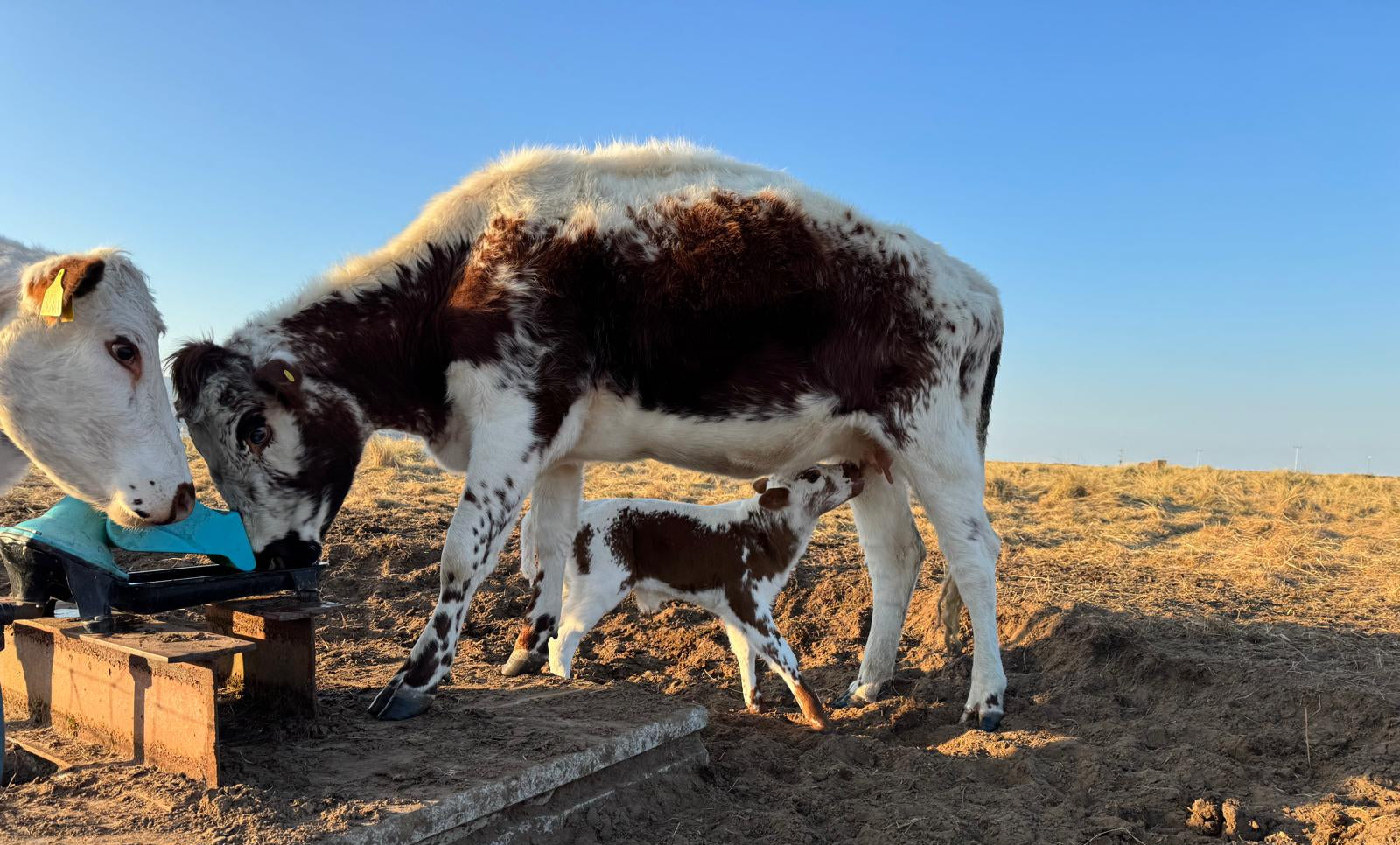 Cows and calves on a dirt field with a clear blue sky