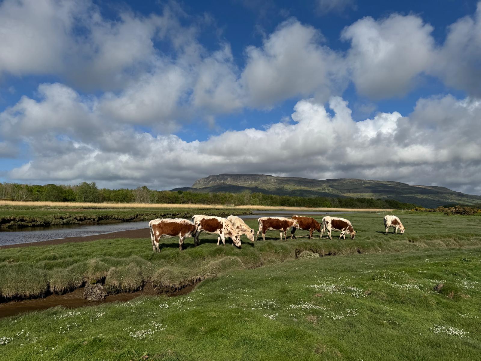 Cows grazing on a grassy field with a river and mountains in the background