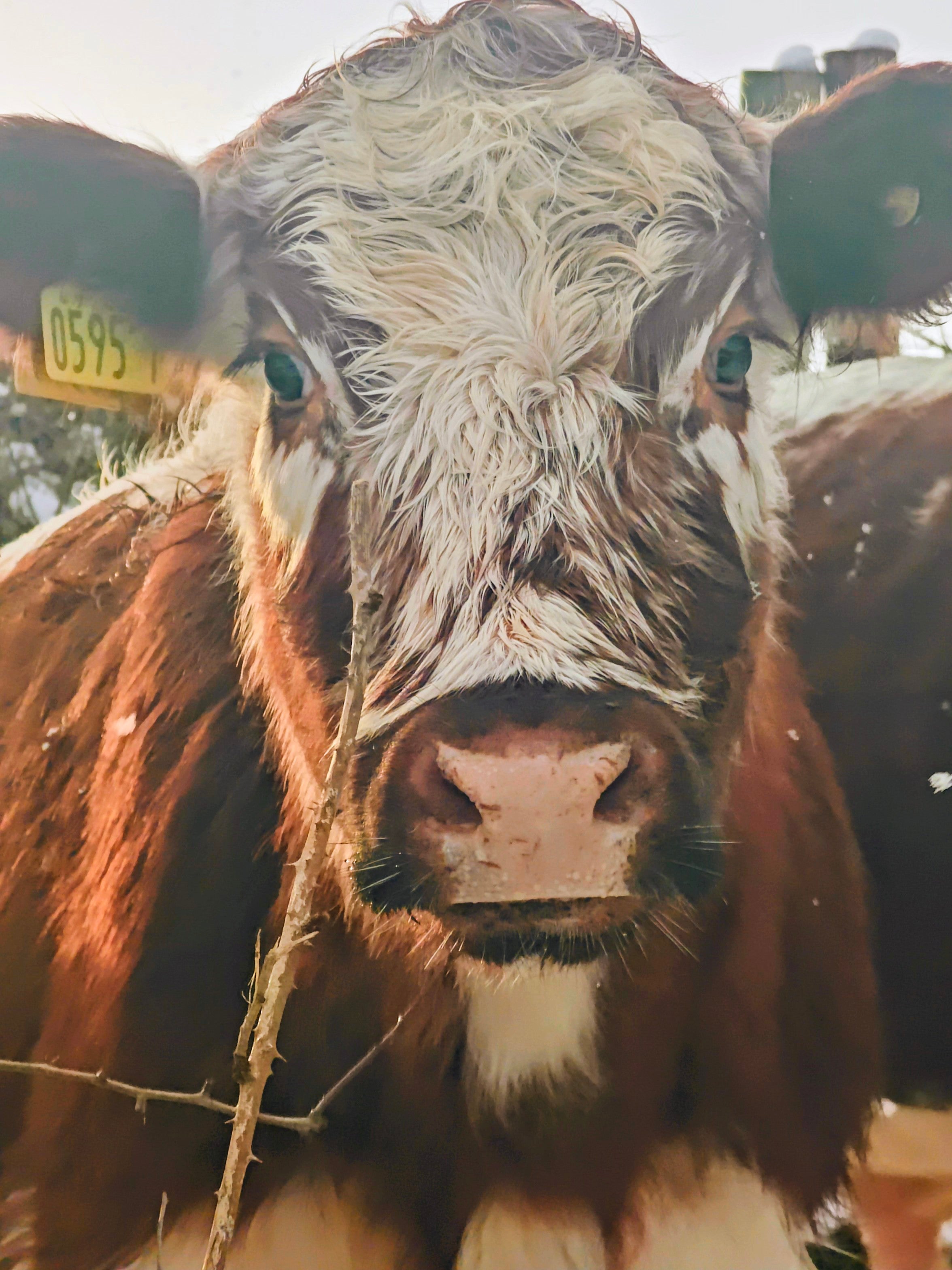 Close-up of an Irish Moiled cow with a speckled face looking directly at the camera.