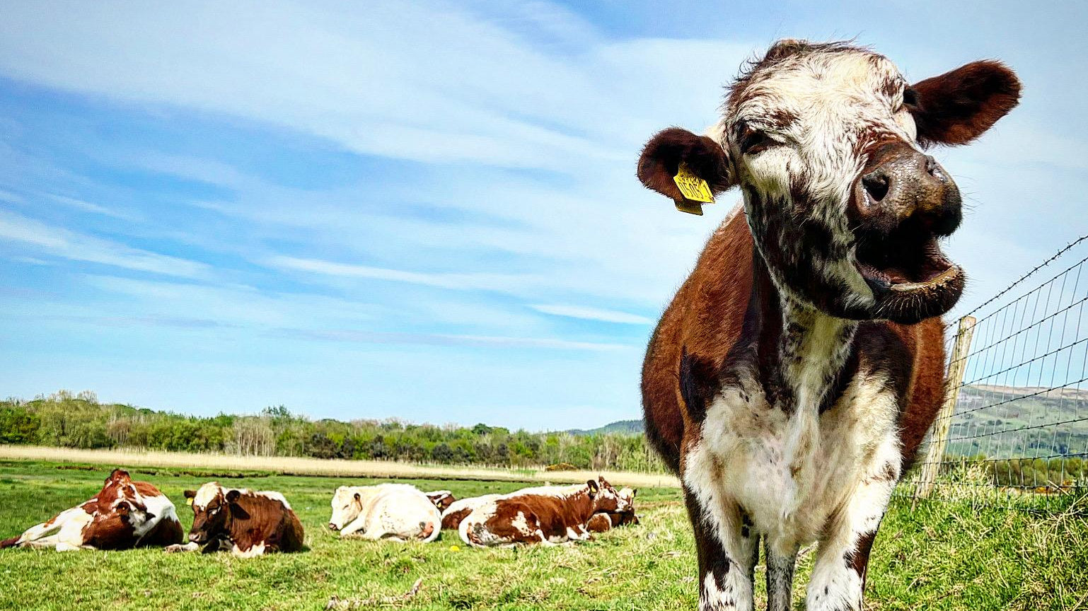 Cow standing in a grassy field with other cows in the background under a blue sky.