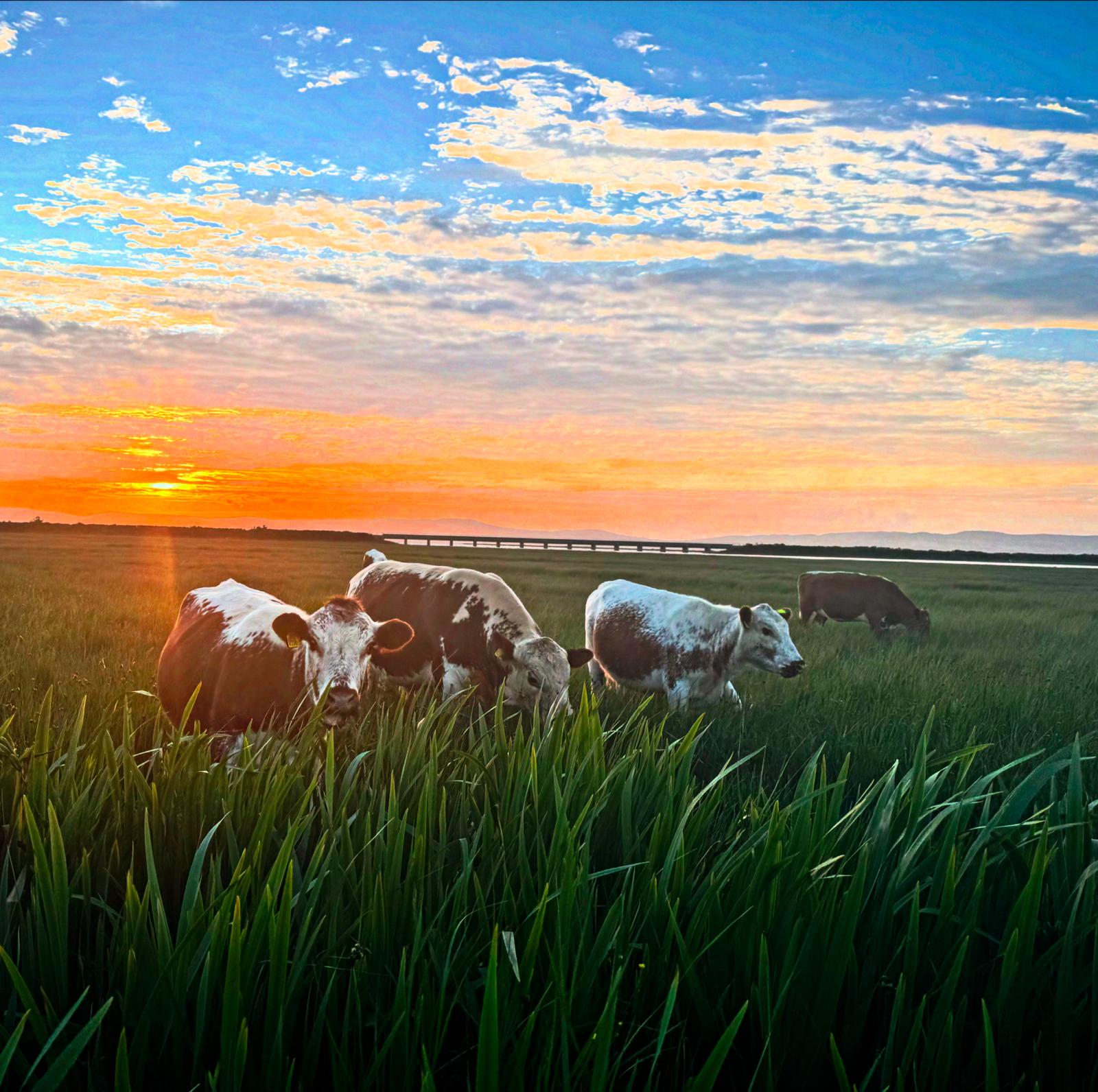 Irish Moiled cows grazing in a field with a sunset sky at the Roe Estuary, Limavady.