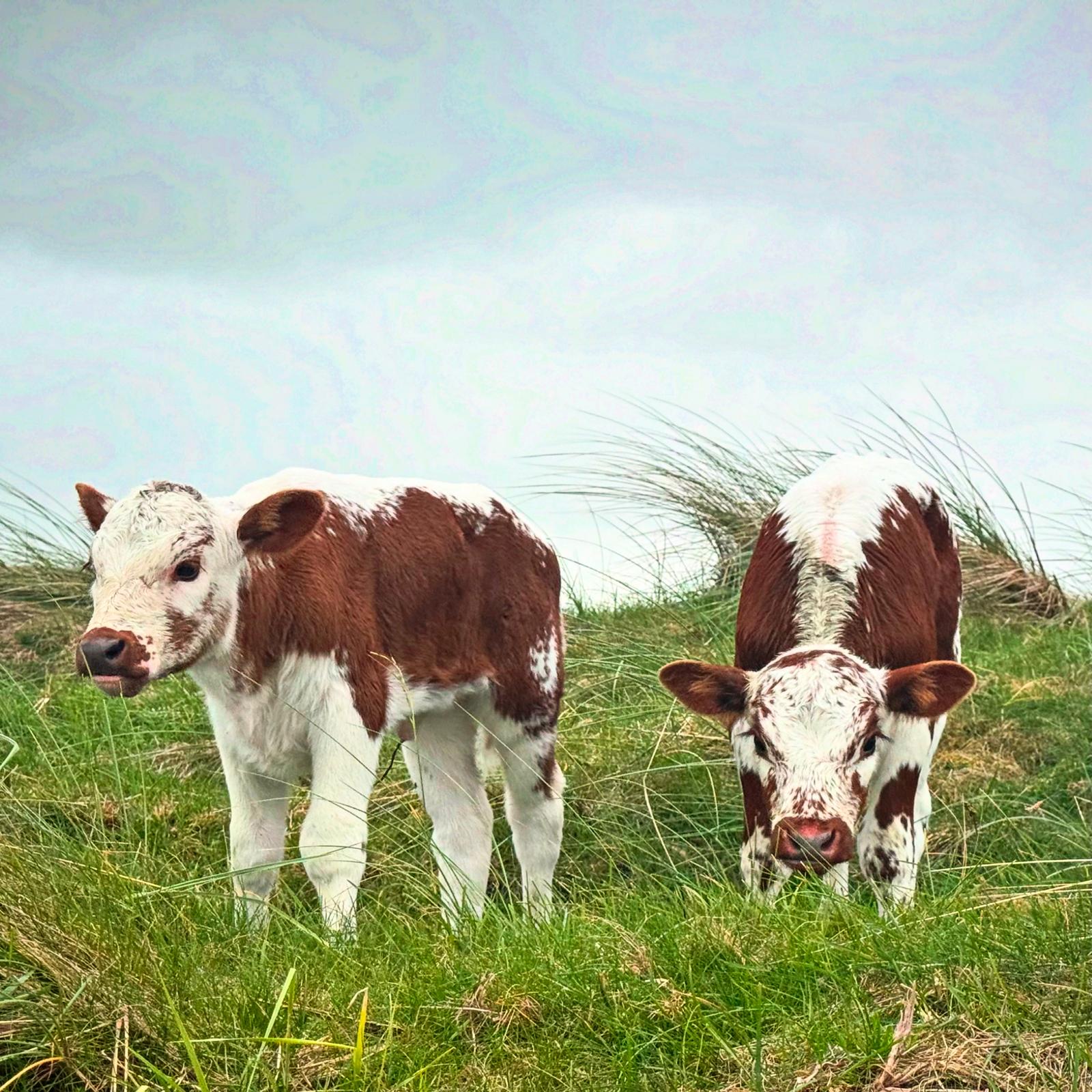Two Irish Moiled calves standing on a grassy hillside.