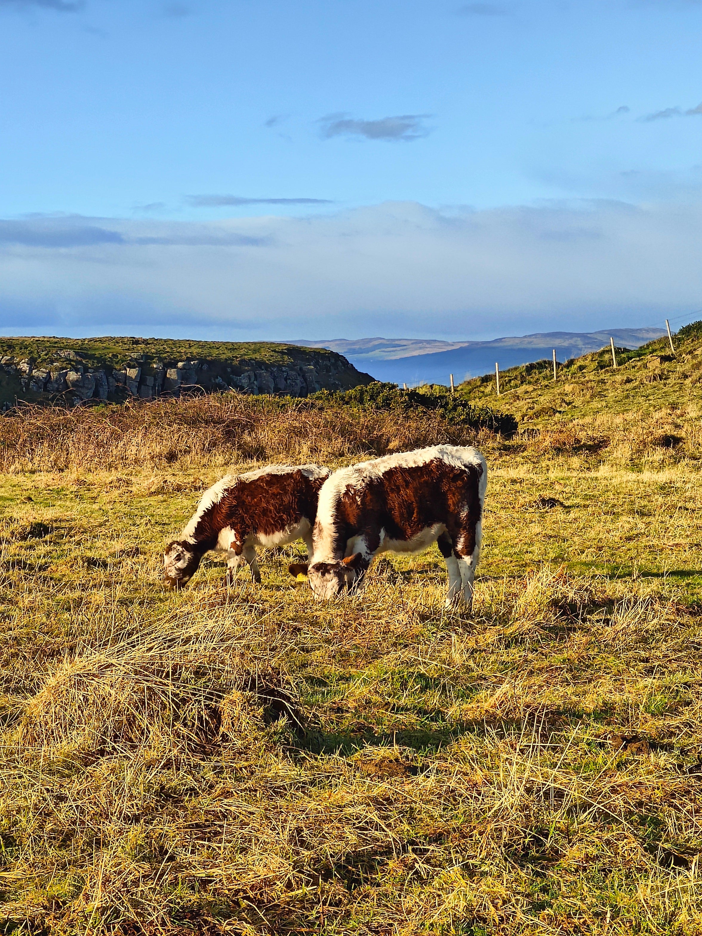 Two Irish Moileds cows grazing in a grassy field with a scenic landscape in the background. Castlerock Moors.