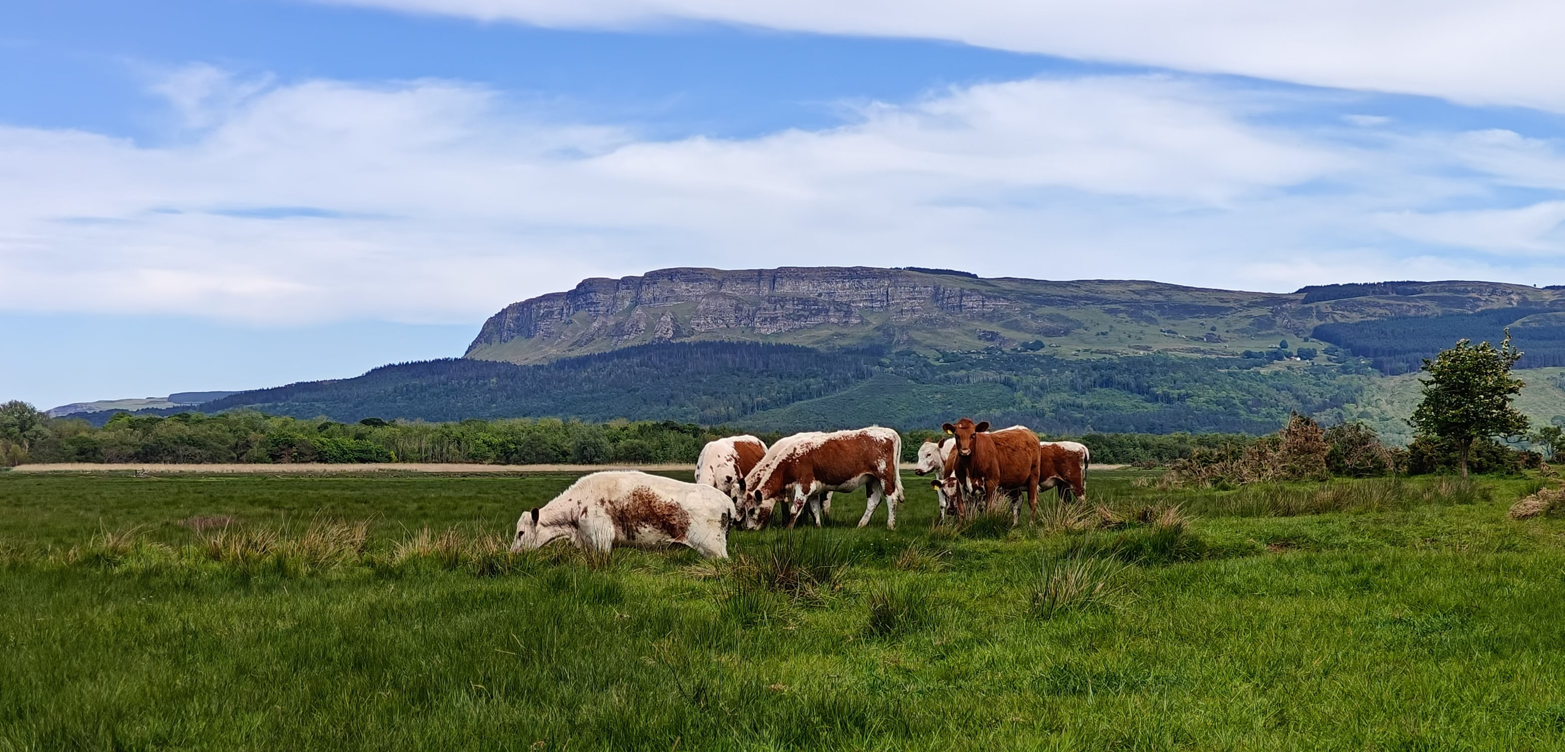 irish moiled Cows grazing in a green field with a mountainous landscape in the background