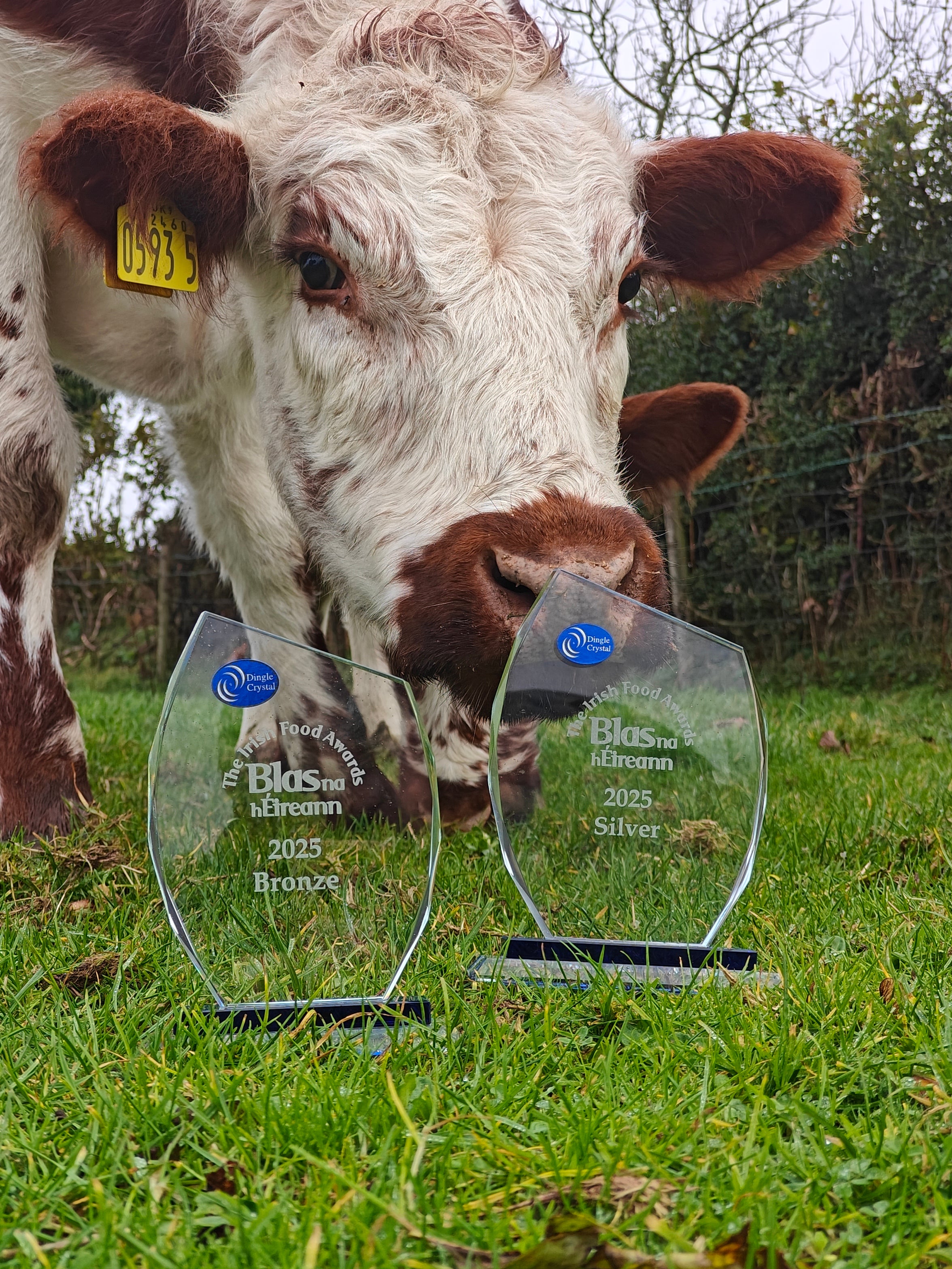 two irish moiled heifers with irish food awards