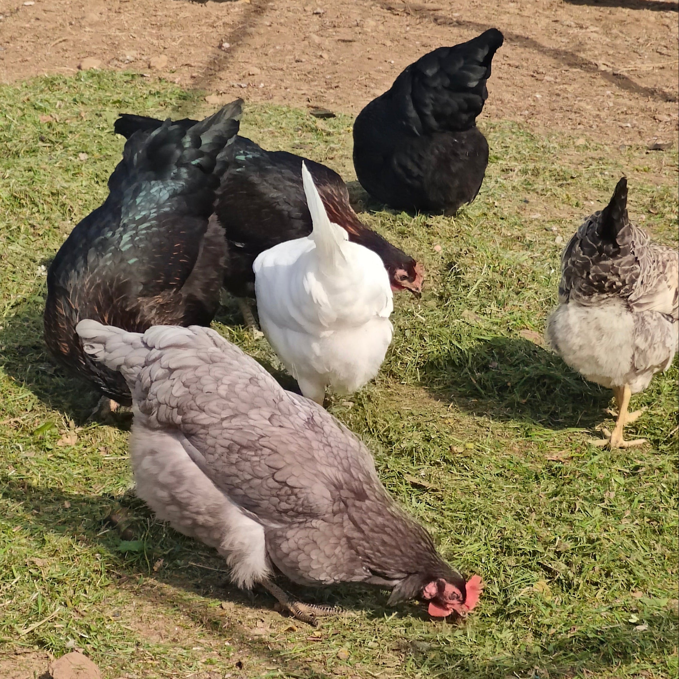 Group of chickens in a grassy area with dirt patches