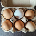 Carton of eggs with a mix of brown and one white egg on a dark surface