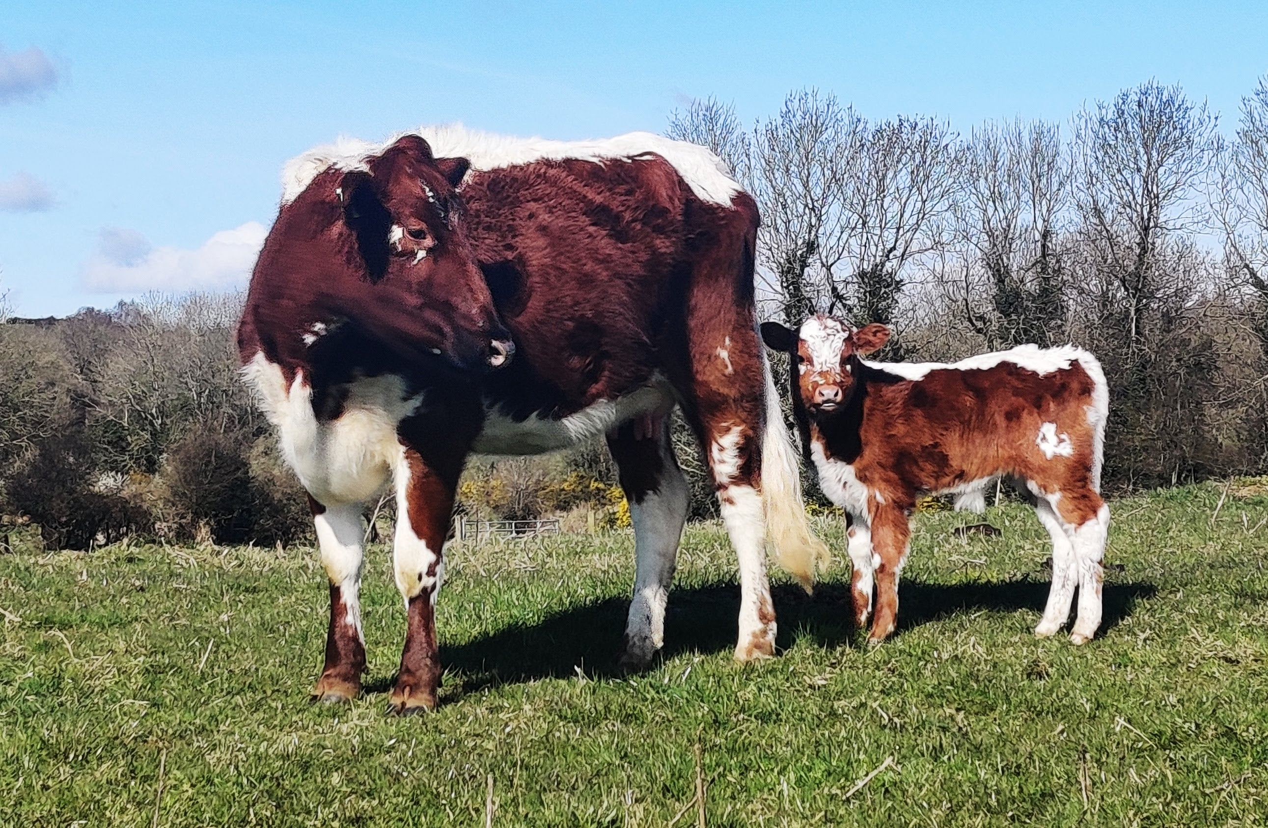 Two cows standing in a grassy field with trees in the background