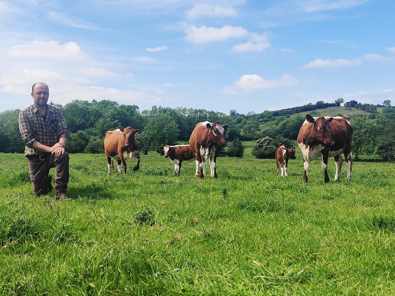 Man standing in a field with cows under a blue sky.