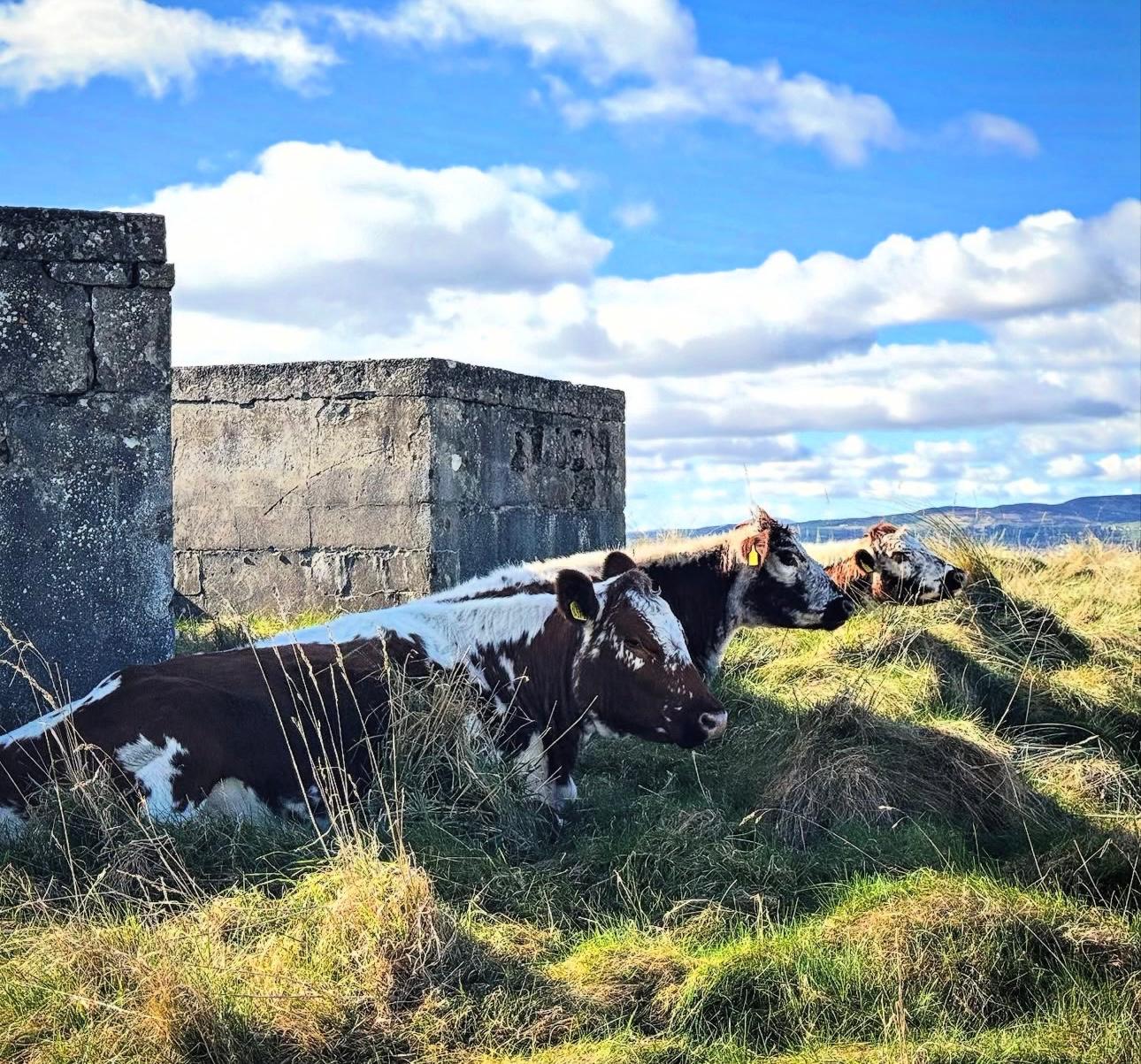 Cows grazing in a field with a stone building and blue sky in the background
