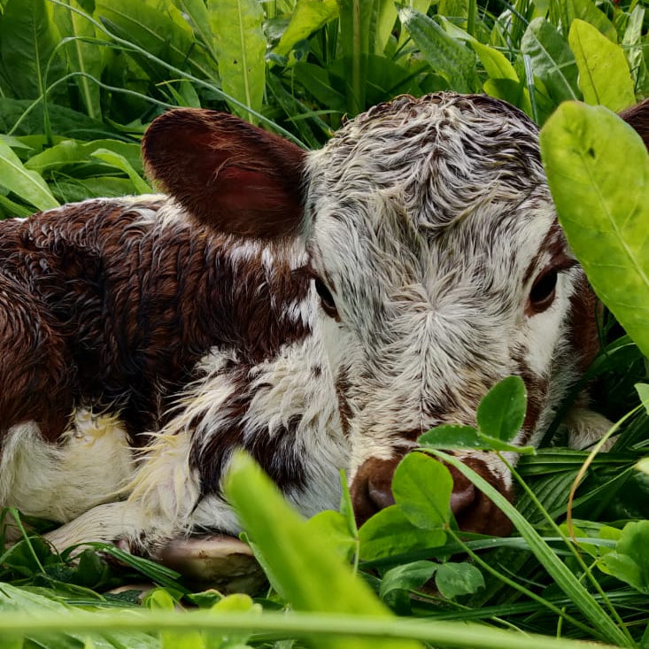 Irish Moiled calf 