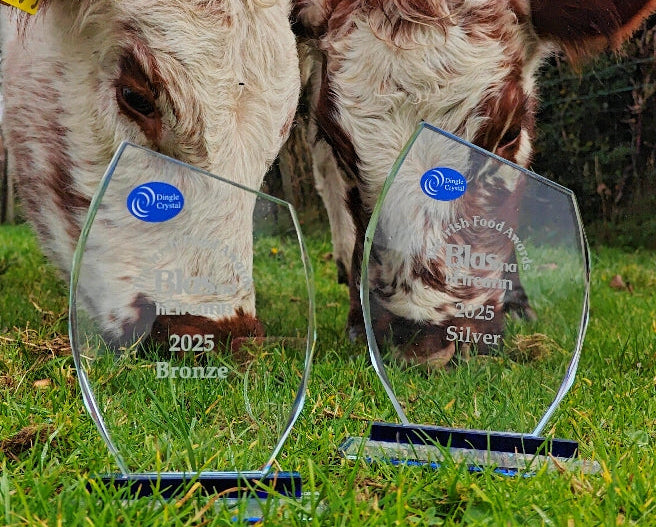 Two cows standing on grass with two awards in front of them.